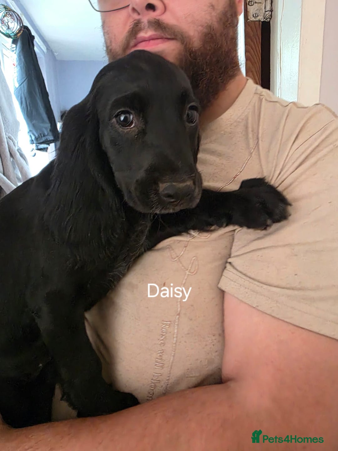 Cocker Spaniel dogs for sale: Cocker spaniel pups - Image 12