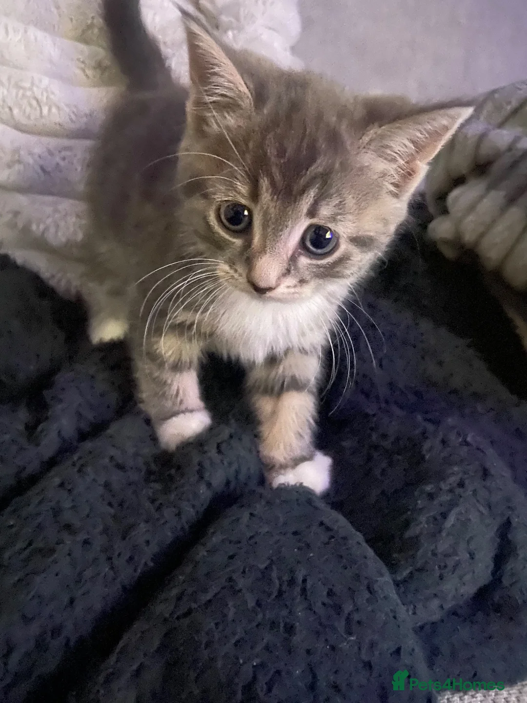 Mixed Breed cats for sale: Lovely little kittens in Boston - Advert 1