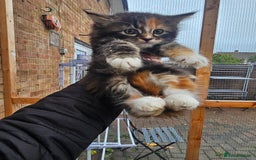Maine Coon cats for sale: Maine Coon × Siberian  - Image 5