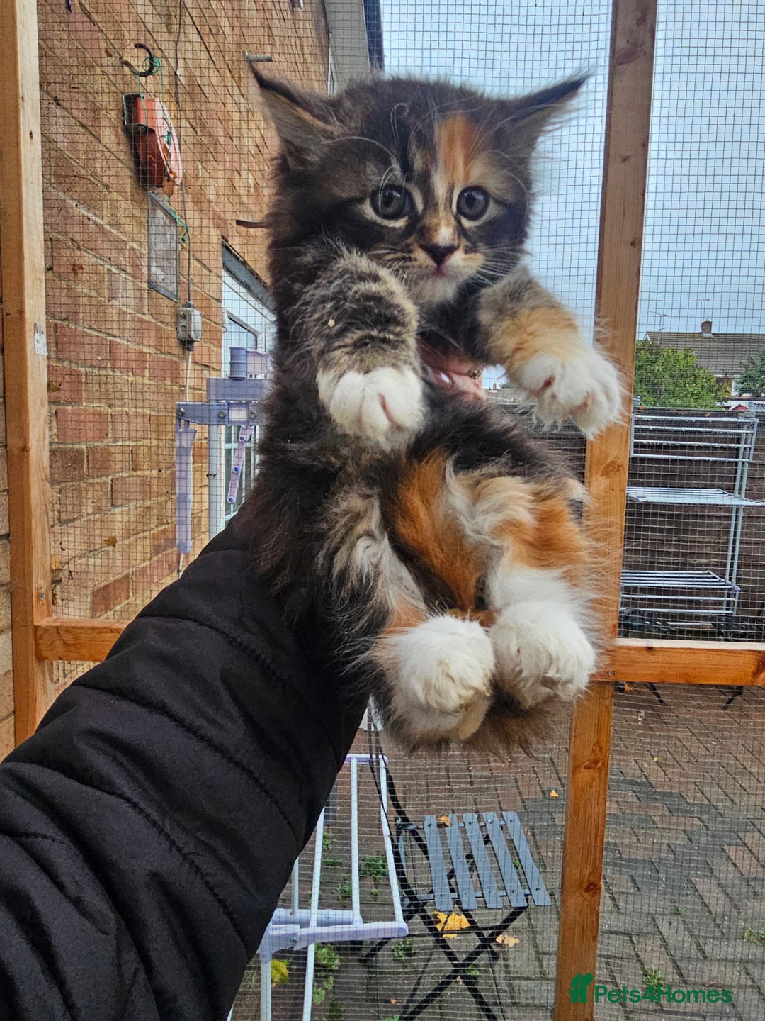 Maine Coon cats for sale: Maine Coon × Siberian  - Image 5