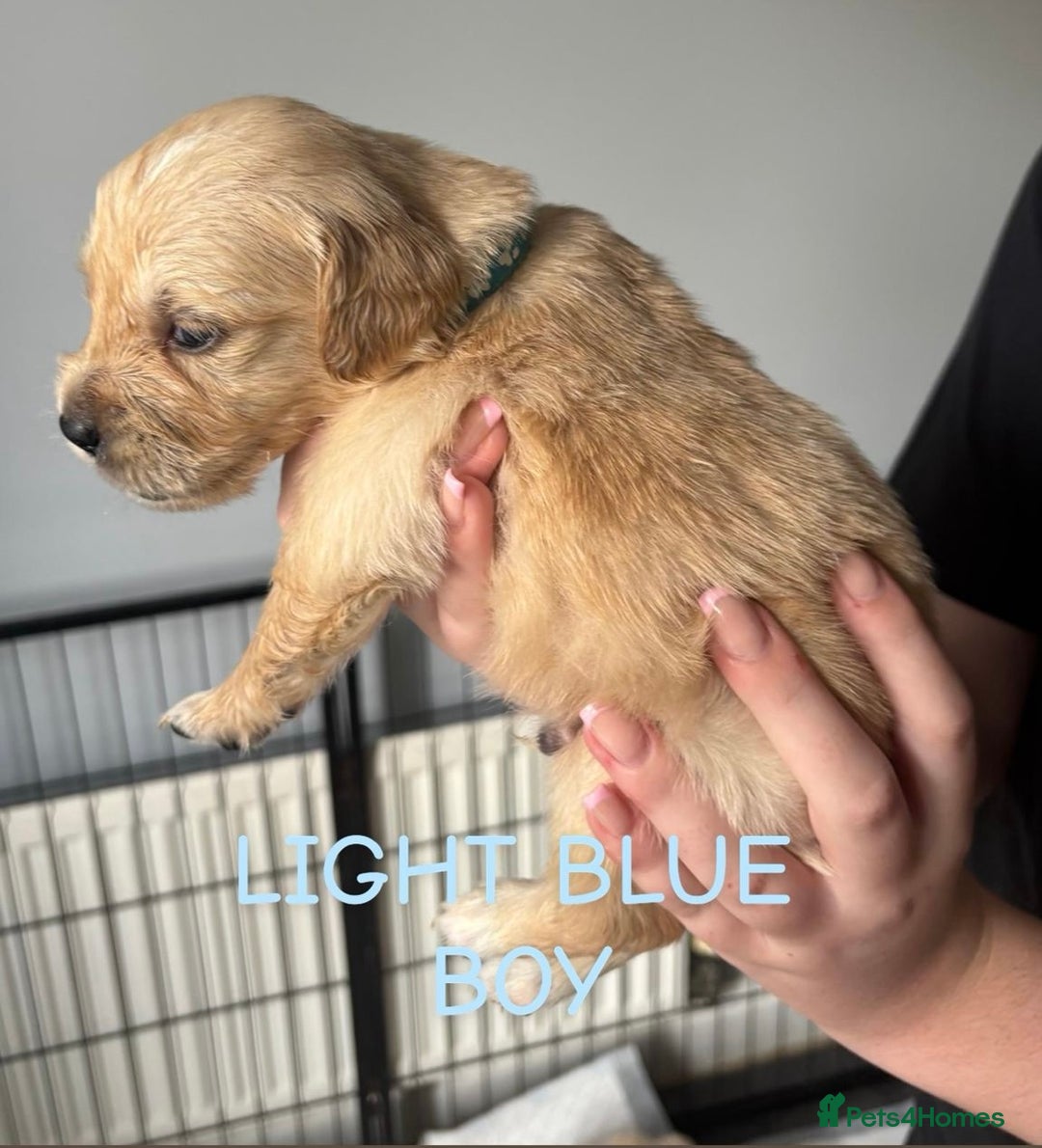Golden Retriever dogs for sale: Quality KC golden retriever puppies  - Image 20