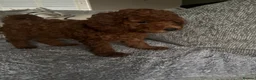 Cavapoo dogs for sale: F1b Cavapoo - Advert 3