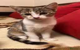 Domestic Shorthair cats for sale: Two kittens looking for a home  - Image 3
