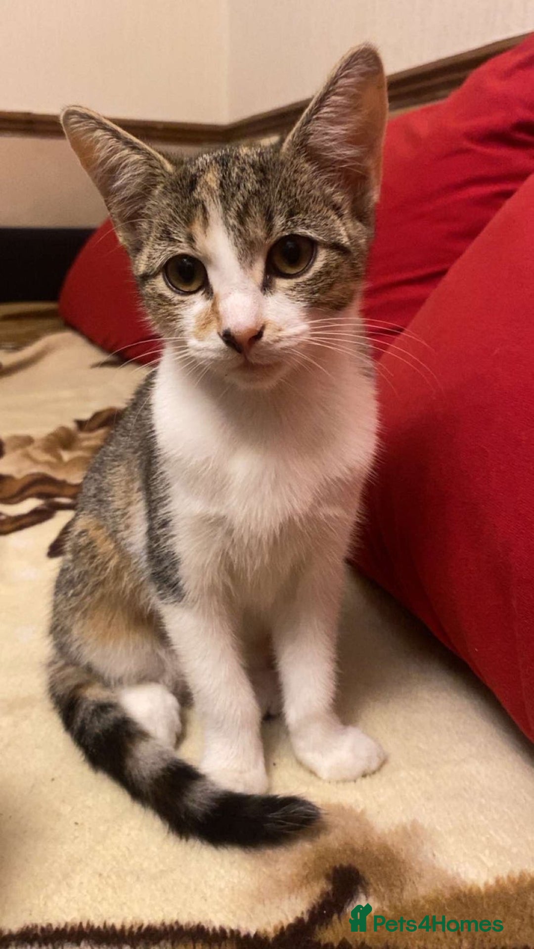 Domestic Shorthair cats for sale: Two kittens looking for a home  - Image 3