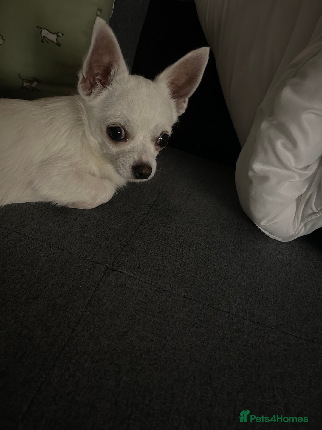 Chihuahua dogs for sale: Chihuahua  - Image 2