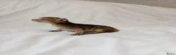 Mixed Breed cats for sale: Abyssinian X from outcross programme - Advert 7