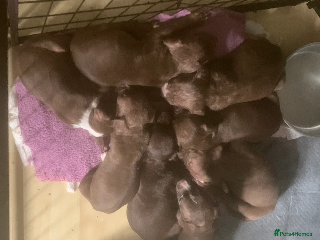 American Bully dogs for sale: Bully puppy’s   - Advert 3