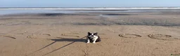 Boston Terrier dogs for stud: Handsome KC Registered Boston Terrier  - Advert 13