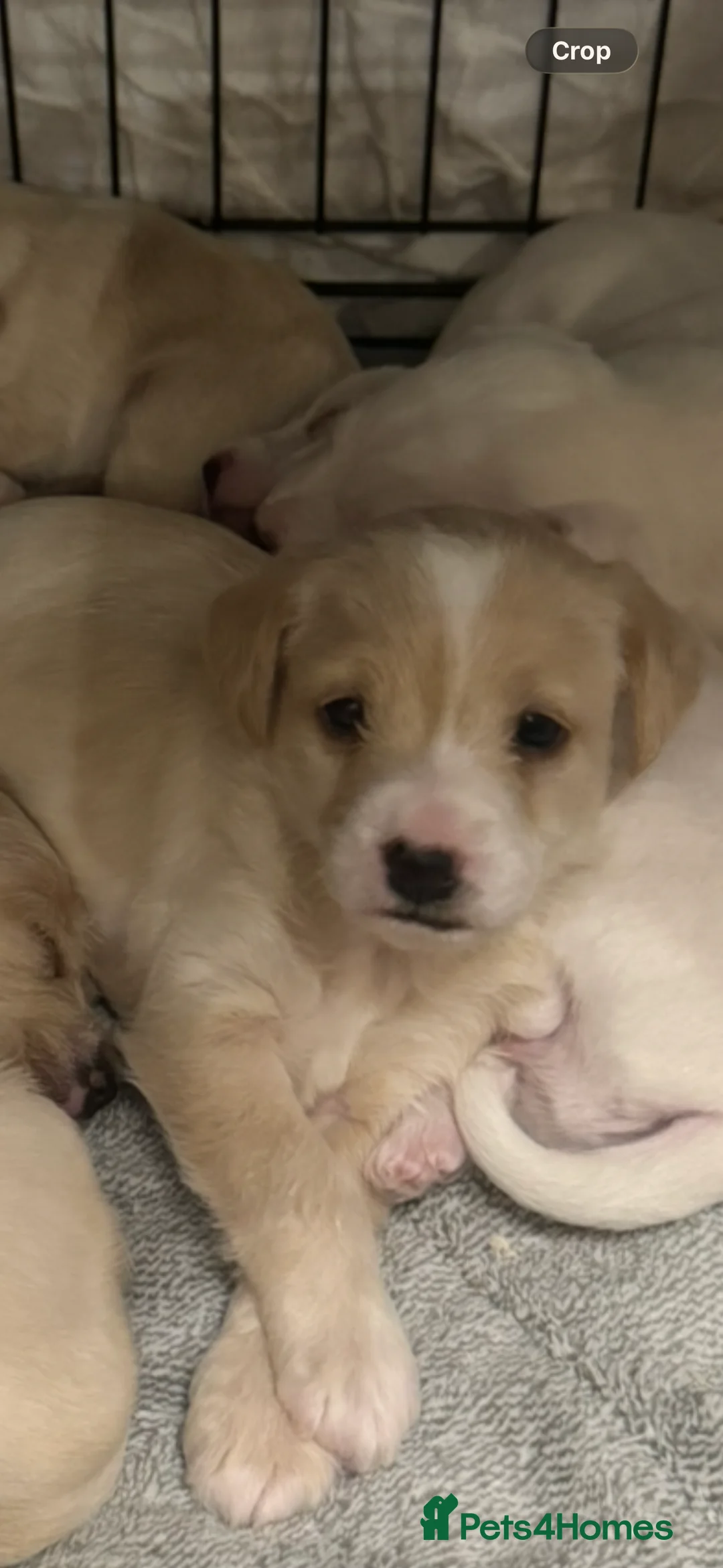 Jackapoo dogs for sale: Jackapoo. Puppies  in Llanerchymedd - Advert 2