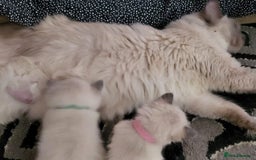 Ragdoll cats for sale: Preciously raised Ragdolls kitties with blue eyes - Image 6
