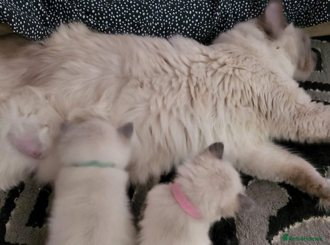 Ragdoll cats for sale: Preciously raised Ragdolls kitties with blue eyes - Image 6