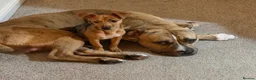 Jack Russell dogs for sale: 7 month Jack Russel puppy  in London - Advert 1
