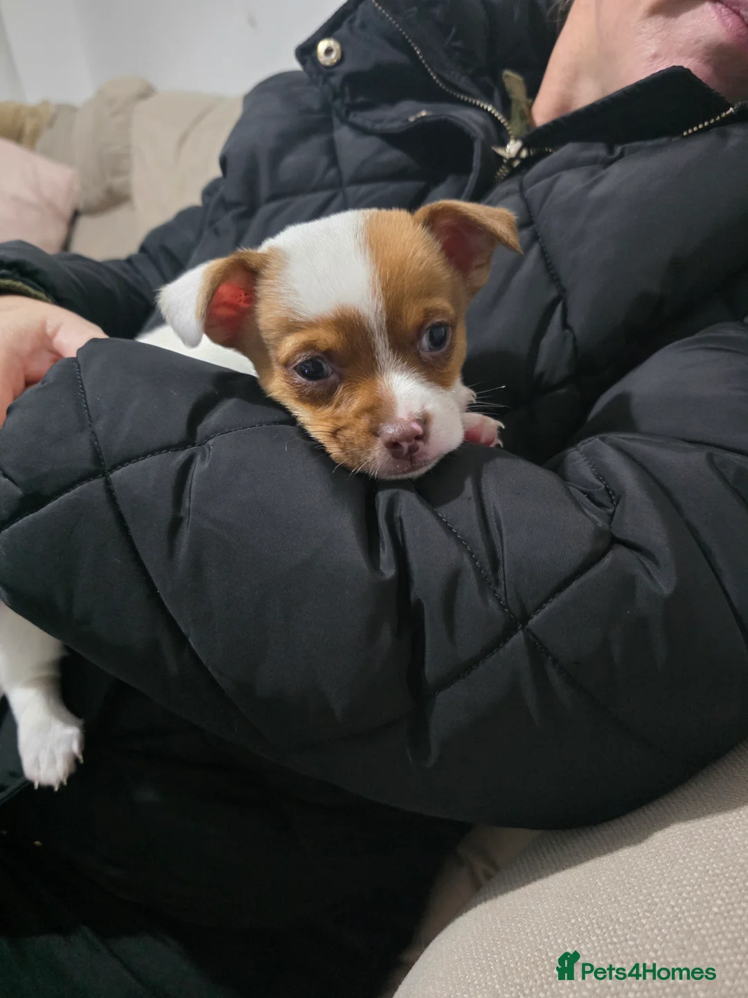 Jack Chi dogs for sale: Sweet Jackchi Puppy Needs New Loving Home - Advert 5