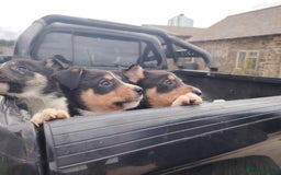Border Collie dogs for sale: Cracking Working Collie Puppies For Sale  - Image 2