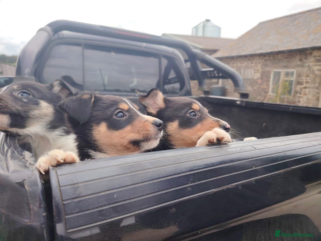 Border Collie dogs for sale: Cracking Working Collie Puppies For Sale  - Image 2