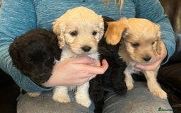 Cockapoo dogs for sale: COCKAPOO PUPPIES  - Image 14