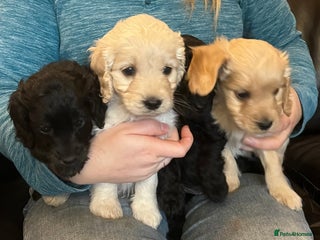 Cockapoo dogs - Advert 1