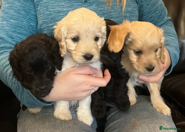 Cockapoo dogs - Advert 1