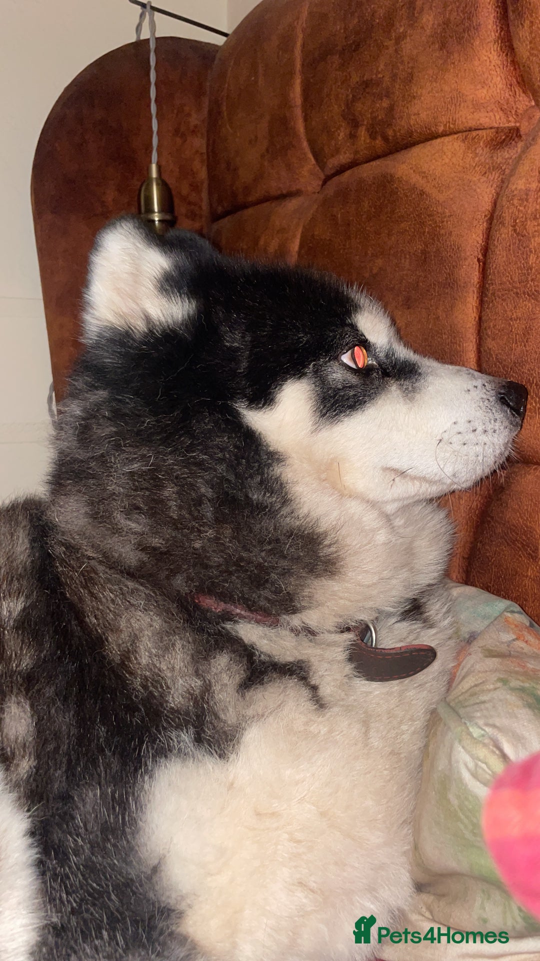 Huskita dogs for sale: Husky x Akita x Samoyed  - Advert 7