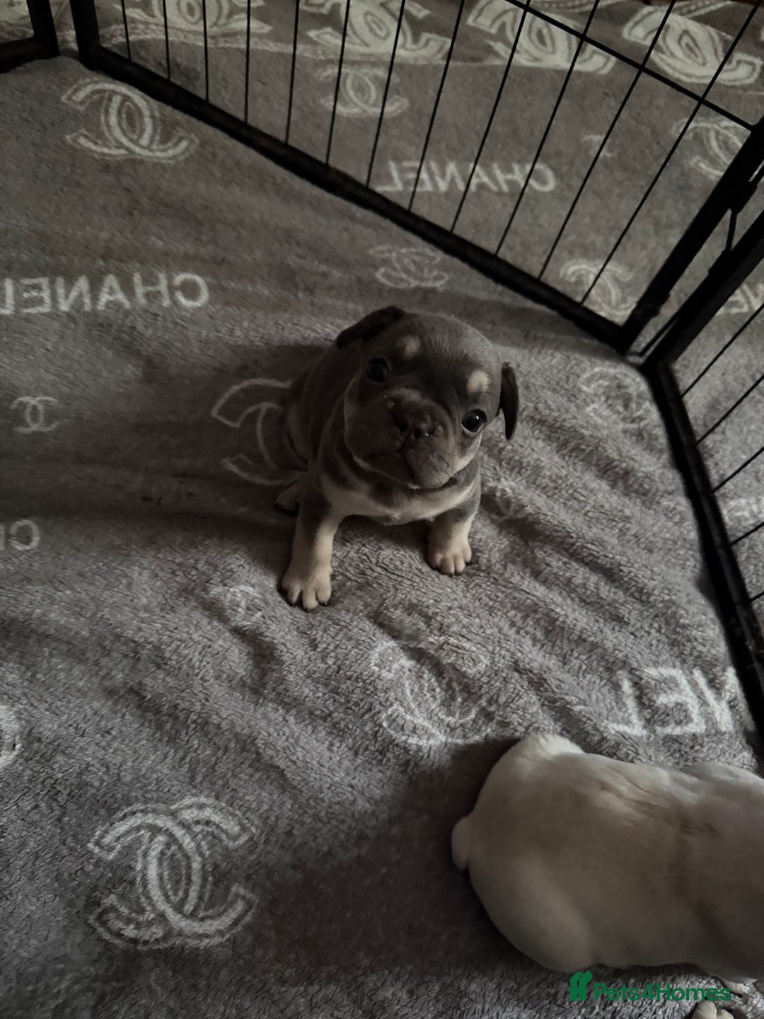 French Bulldog dogs for sale: French bulldogs  - Advert 13