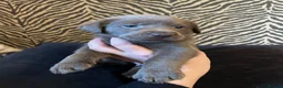 Labrador Retriever dogs for sale: Stunning Pure Pedigree Silver Labrador Puppies - Advert 5