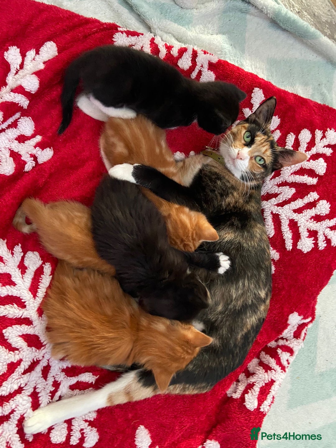 Mixed Breed cats for sale: 5 Beautiful Half-Ragdoll kittens ❤️ - Advert 9