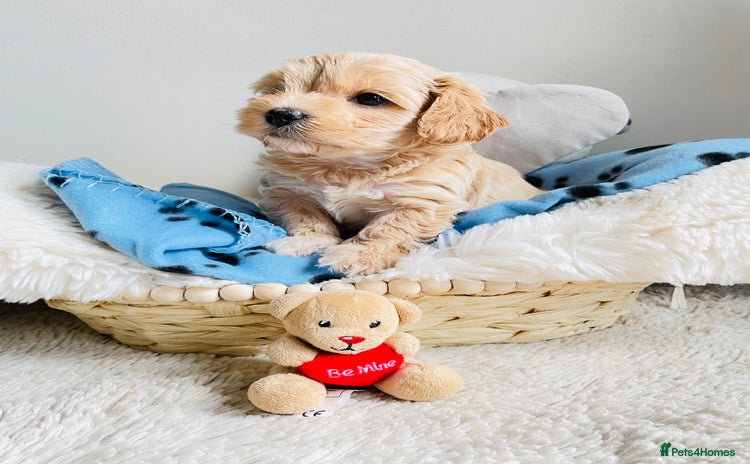 Maltipoo dogs - Advert 2