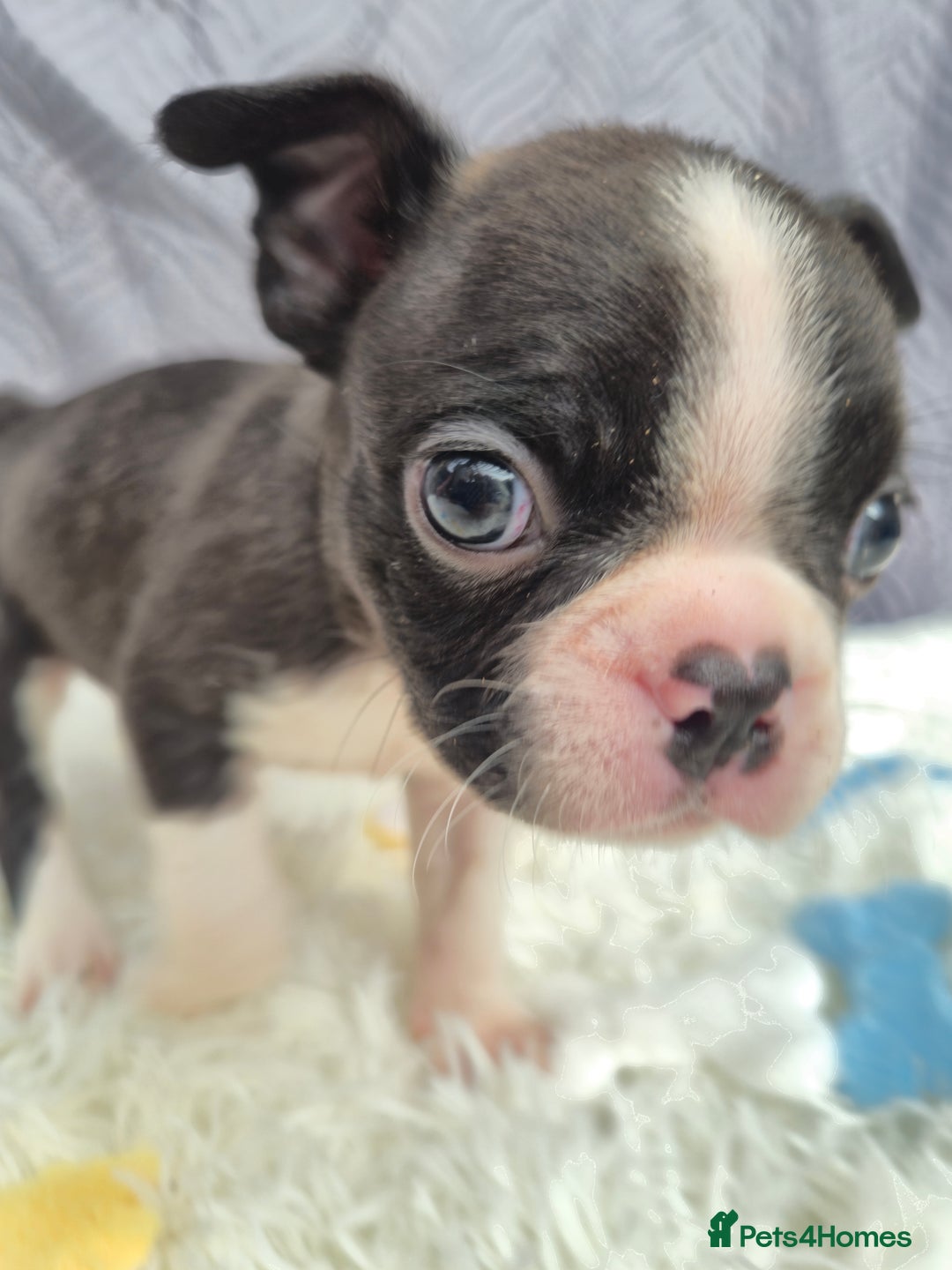 Boston Terrier dogs for sale: Superb litter of boston terriers. - Image 33