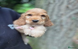 Cocker Spaniel dogs for sale: ALL GOLDEN 100% SHOW TYPE HEALTH TESTED PARENTS  - Image 19