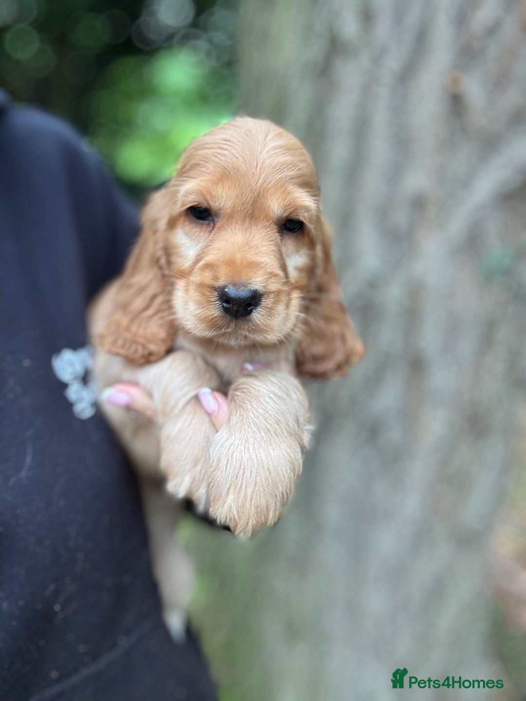 Cocker Spaniel dogs for sale: ALL GOLDEN 100% SHOW TYPE HEALTH TESTED PARENTS  - Image 19