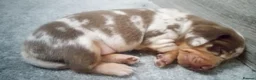 Miniature Dachshund dogs for sale: Miniature dachshund puppies  - Advert 4