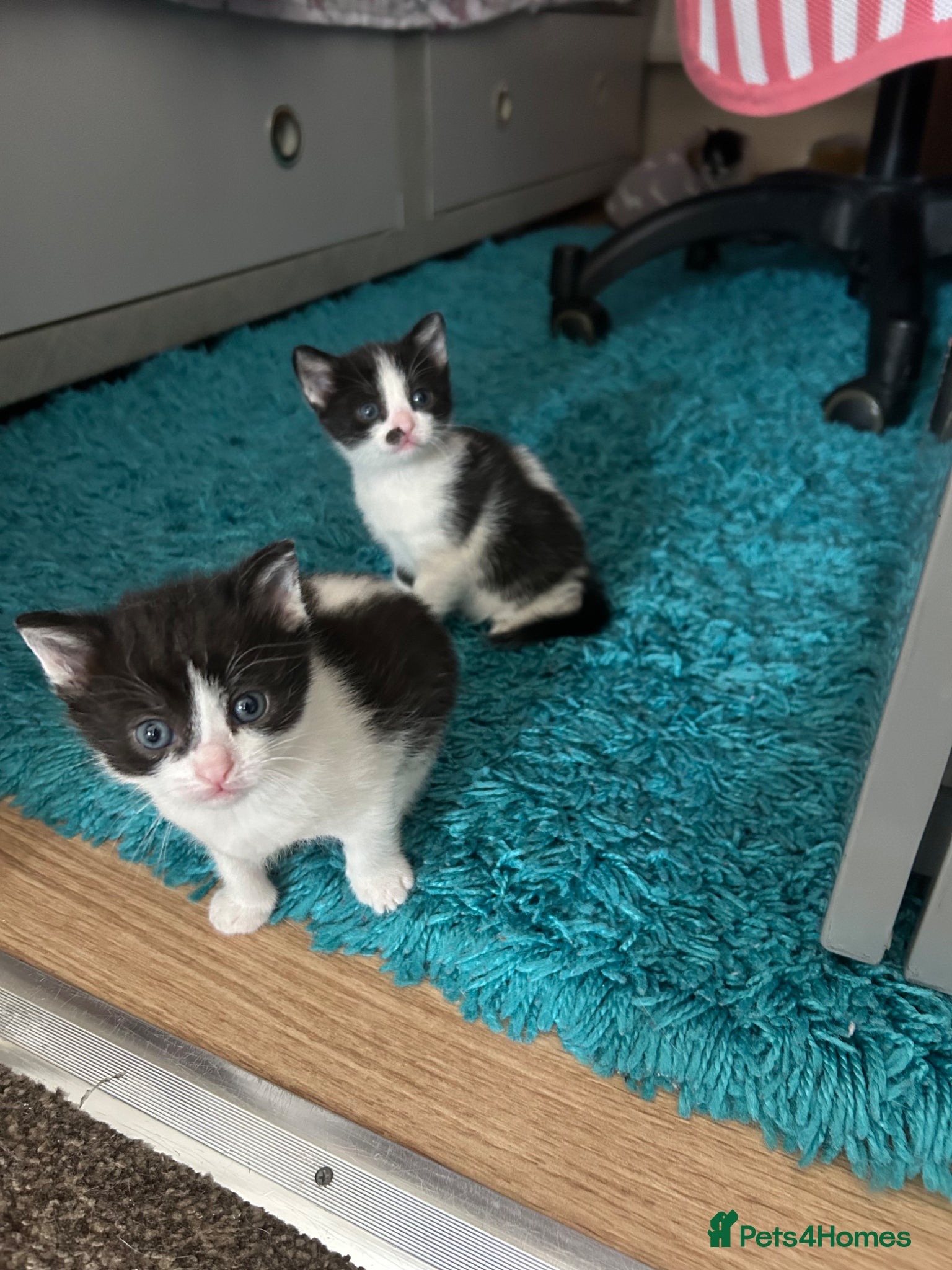 Mixed Breed cats for sale: Two cats❤️ in Wembley - Advert 11