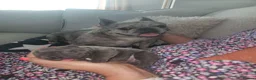French Bulldog dogs for sale: Frenchie puppies in Doncaster - Advert 9