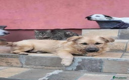 Mixed Breed dogs for adoption: BARLEY, 6mo, small - loves dogs, kids,cats/loving - Image 5