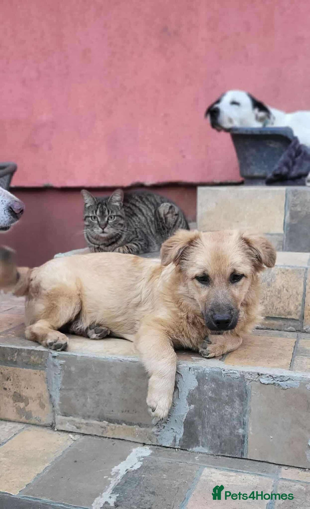 Mixed Breed dogs for adoption: BARLEY, 6mo, small - loves dogs, kids,cats/loving - Image 5