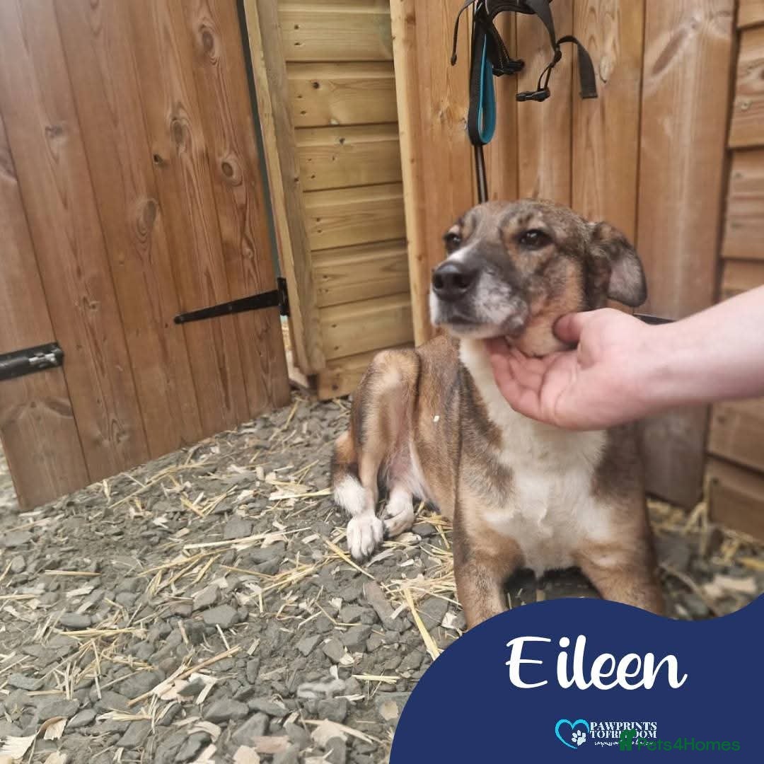 Mixed Breed dogs Meet Eileen,  currently residing in Essex  - Advert 19