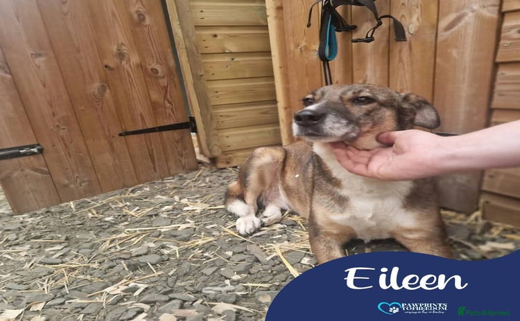 Mixed Breed dogs Meet Eileen,  currently residing in Essex  - Advert 1