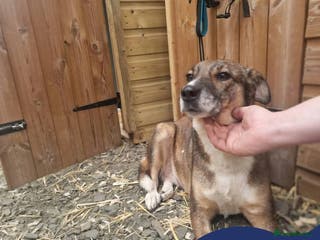 Mixed Breed dogs Meet Eileen, currently residing in Essex - Advert 24