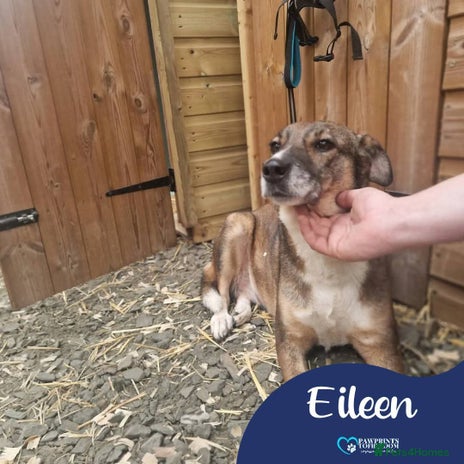 Mixed Breed dogs Meet Eileen, currently residing in Essex - Advert 1