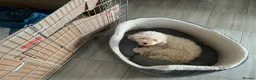 Maltipoo dogs for sale: 4 beautiful maltipoo puppies for sale - Advert 11