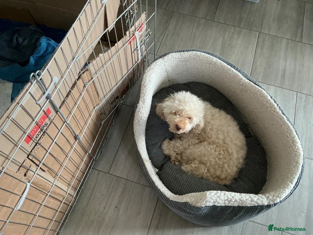 Maltipoo dogs for sale: 4 beautiful maltipoo puppies for sale - Advert 11