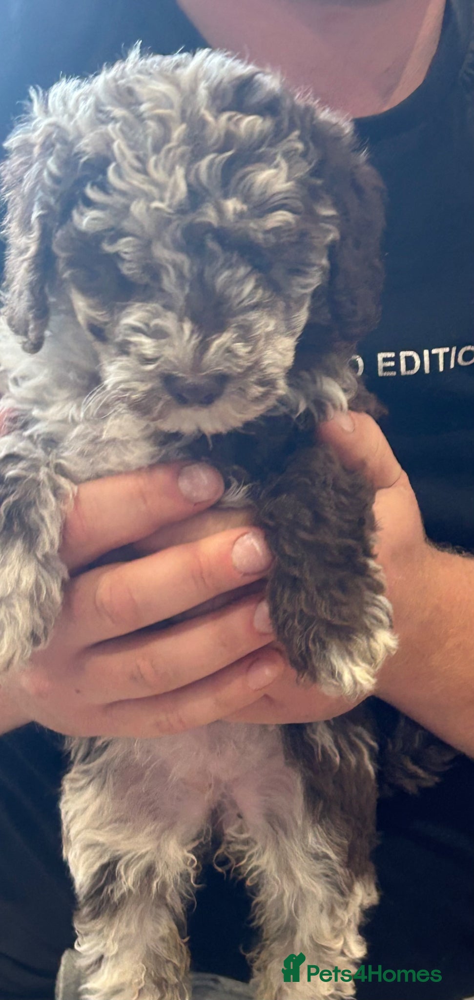 Miniature Poodle dogs **Reduced £800** Chocolate merl Miniature Poodles - Advert 17