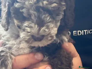 Miniature Poodle dogs **Reduced £800** Chocolate merl Miniature Poodles - Advert 17