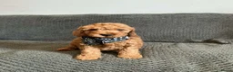 Cavapoo dogs for sale: 6 FOX RED CAVAPOO BOYS READY NOW - Advert 13