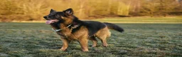 German Shepherd dogs for stud: Long haired german shepherd for stud - Advert 24