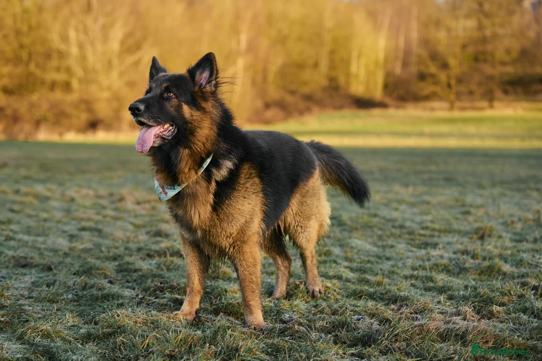 German Shepherd dogs for stud: Long haired german shepherd for stud - Advert 24