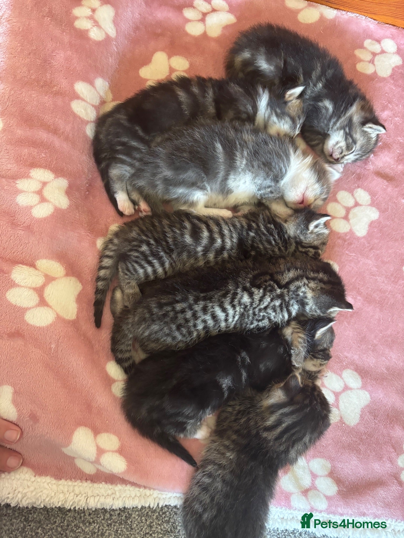 Mixed Breed cats Grey tabbies for sale - Advert 4