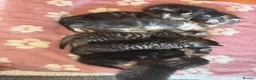 Mixed Breed cats for sale: Grey tabbies for sale - Advert 1