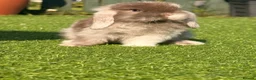Mini Lop rabbits for sale: Beautiful small mini lop babies  - Advert 1