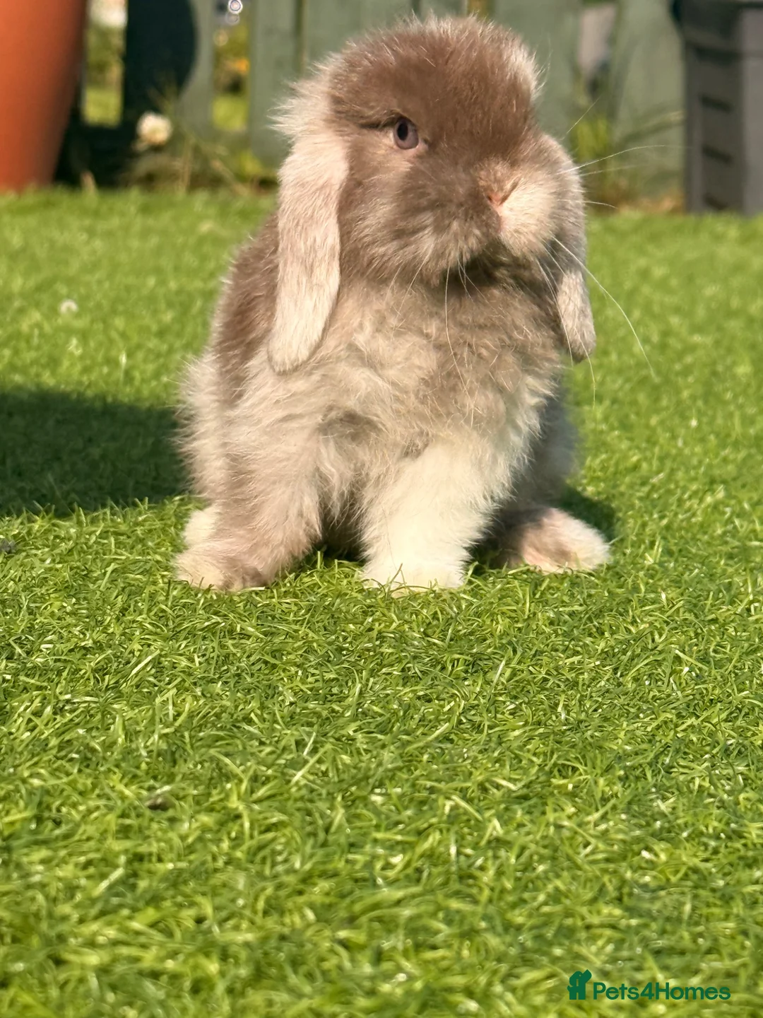 Mini Lop rabbits for sale: Beautiful small mini lop babies  - Advert 1